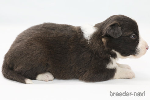 成約済の神奈川県のボーダーコリー-364969の4枚目